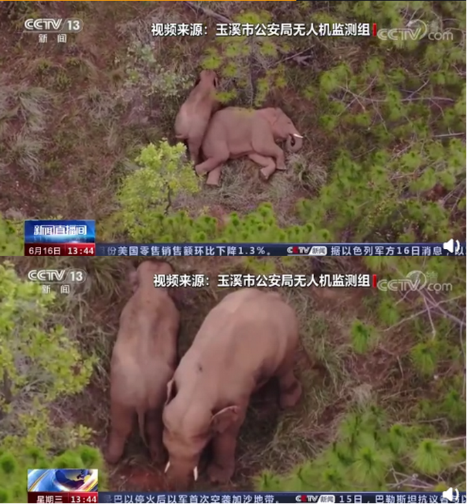大象走路